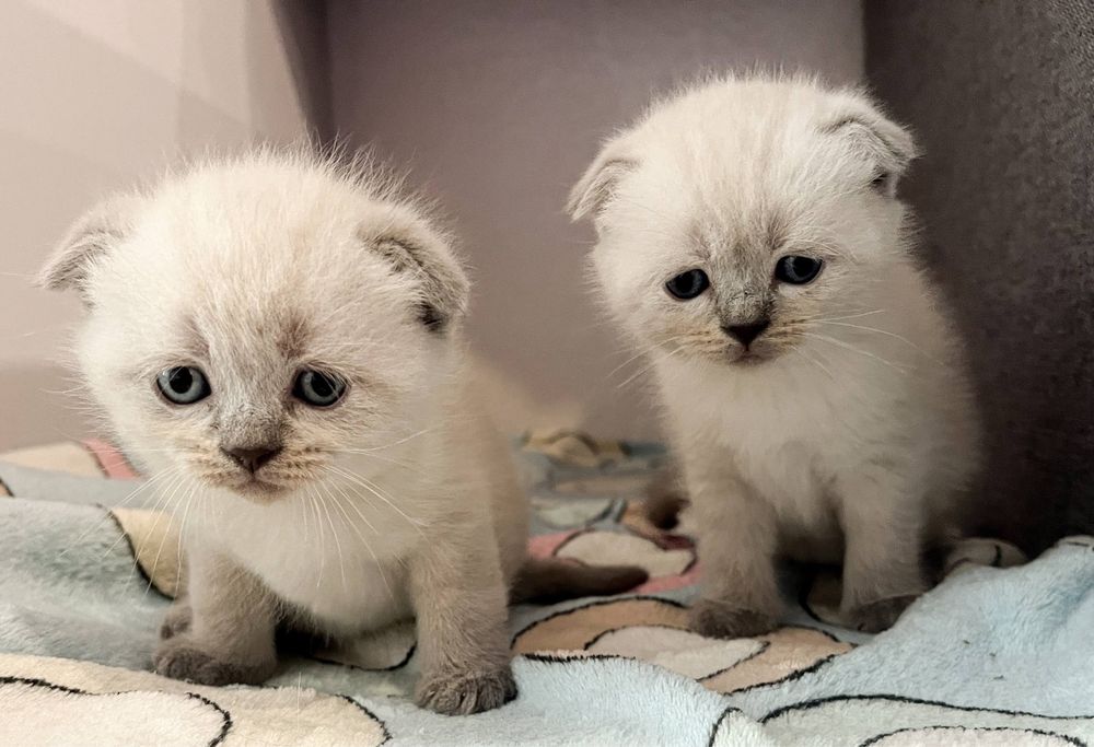 Вислоухі кошенята  блю поінт
