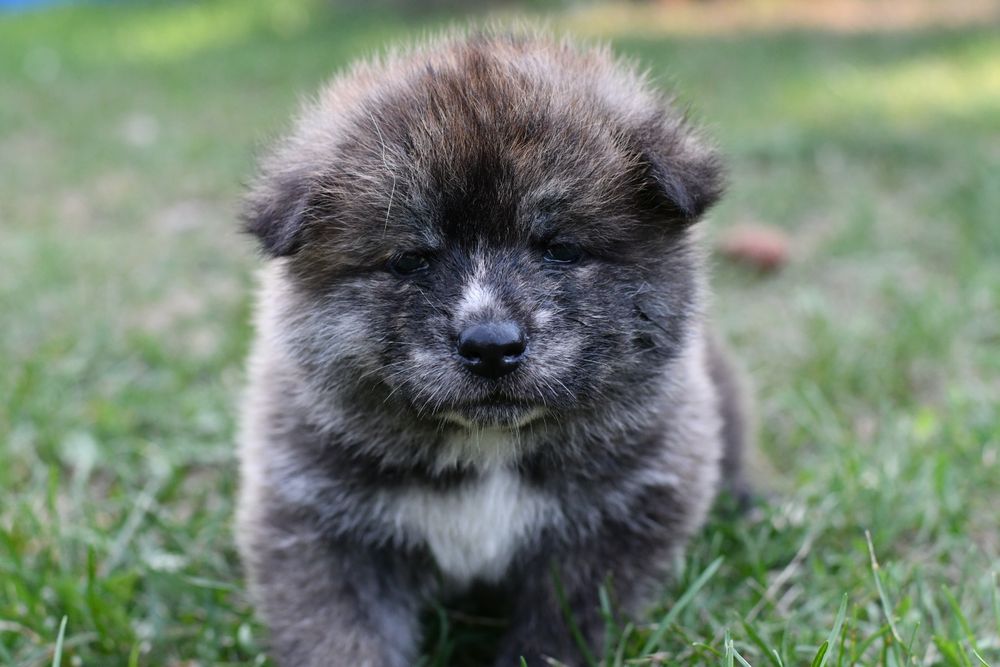 Akita suczka FCI