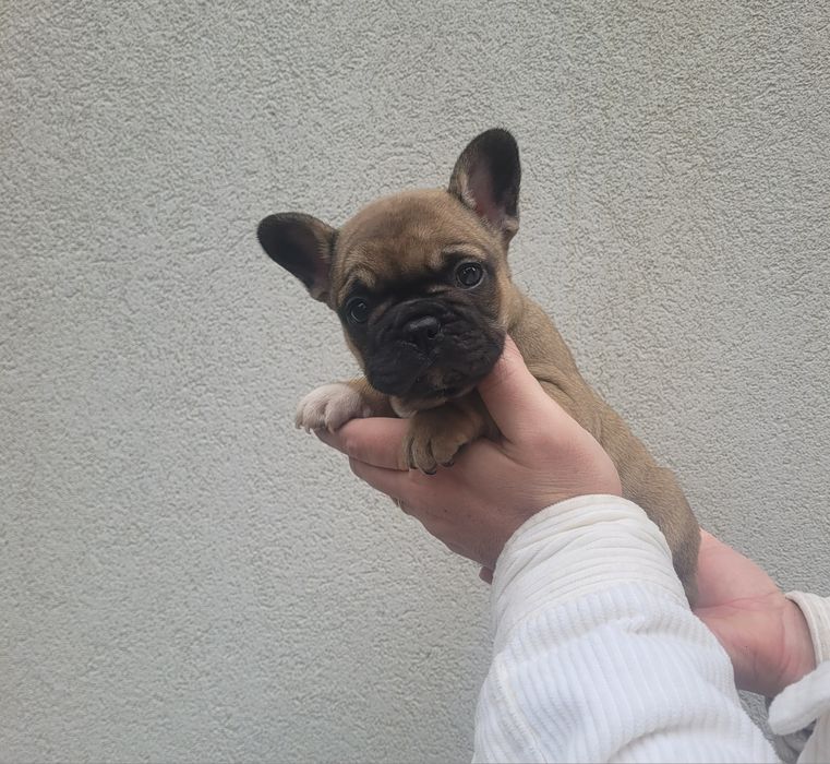 Bulldog francês macho