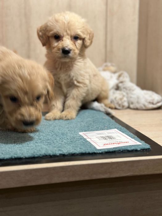 Лабродудли лабродудель голдендудль  от филіппінського пуделя китай