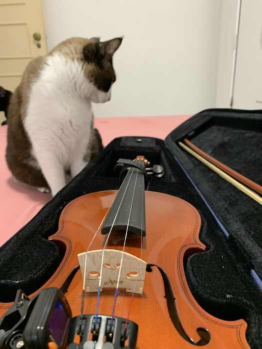 Violino  em bom estado (novo).