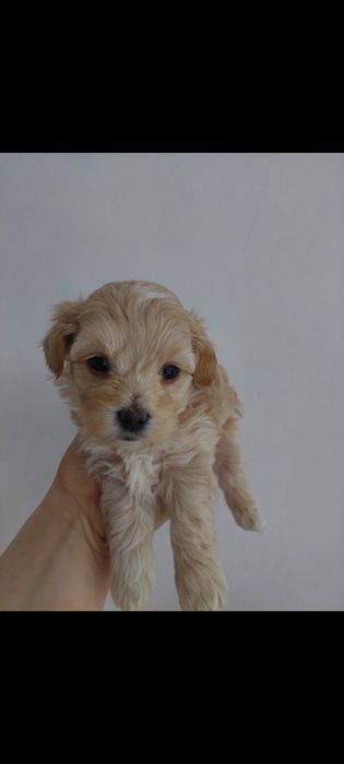 Maltipoo suczka kremowa