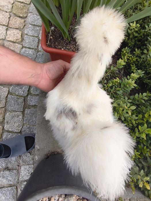 Sedosa do Japão ovos