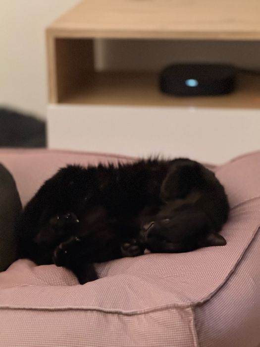 Gato para adoção