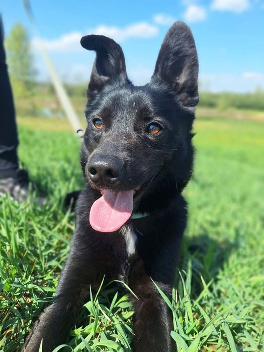 Lśniący jak kamień szybki jak błyskawica -Onyx do adopcji