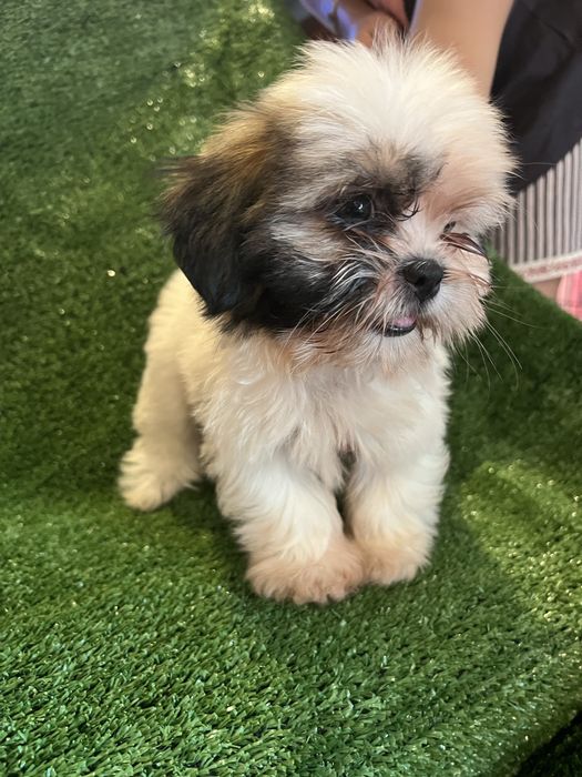 Shi-tzu.excelemte femea mni