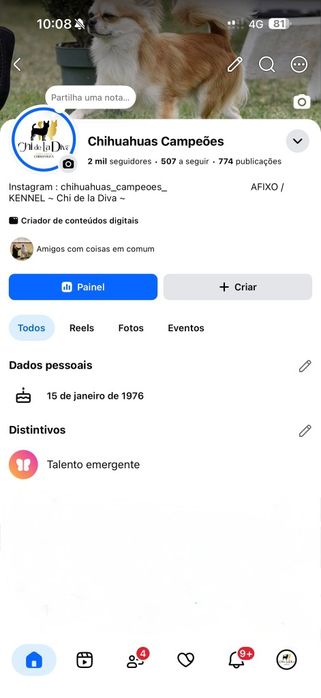 Chihuahua machinho pêlo comprido