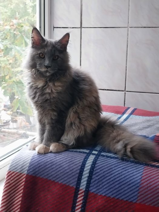 МЕЙН -КУН  котята