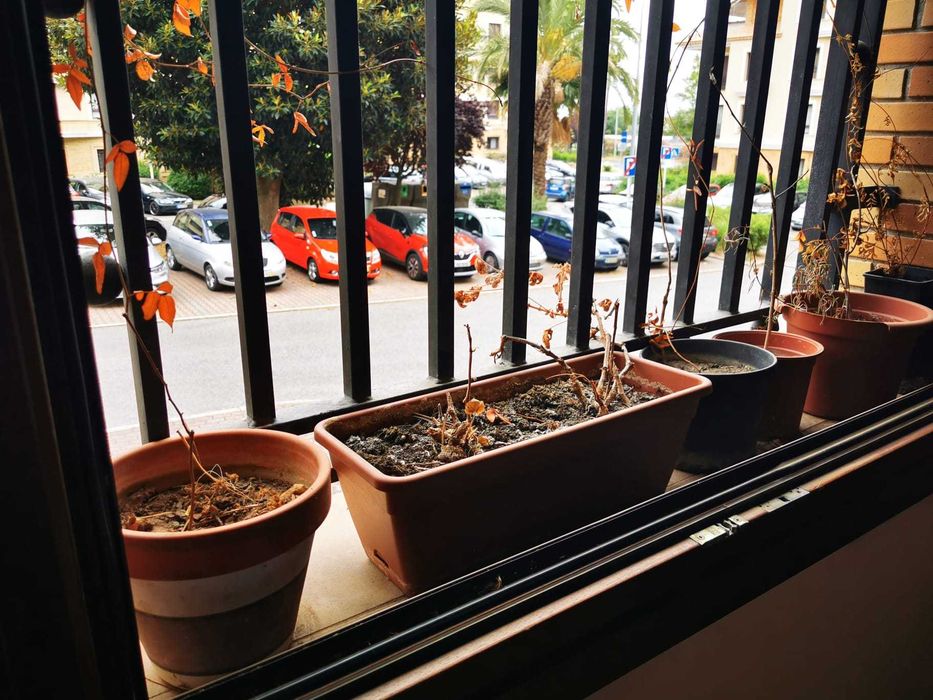Vasos de plantas todos os tamanhos
