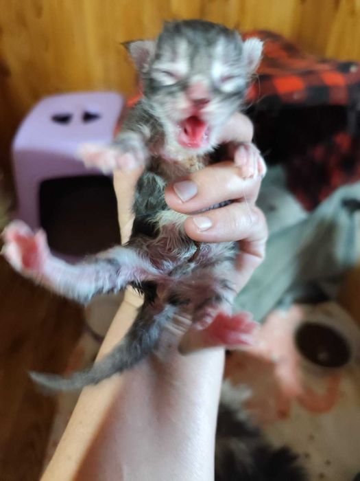 Кошенята Мейн кун