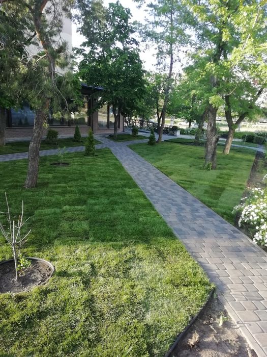 Рулонний та посівний газон.. Ландшафтні роботи