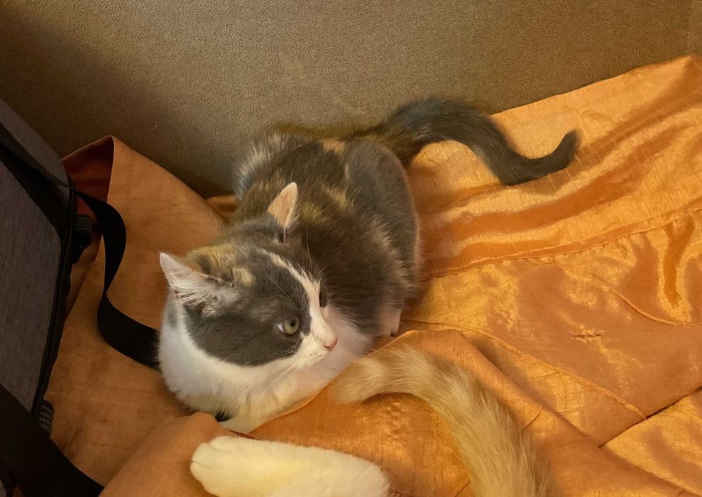 Різнокольорова киця, 4 міс.