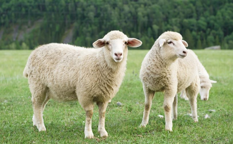 Estrume de Ovelha64586491664002120