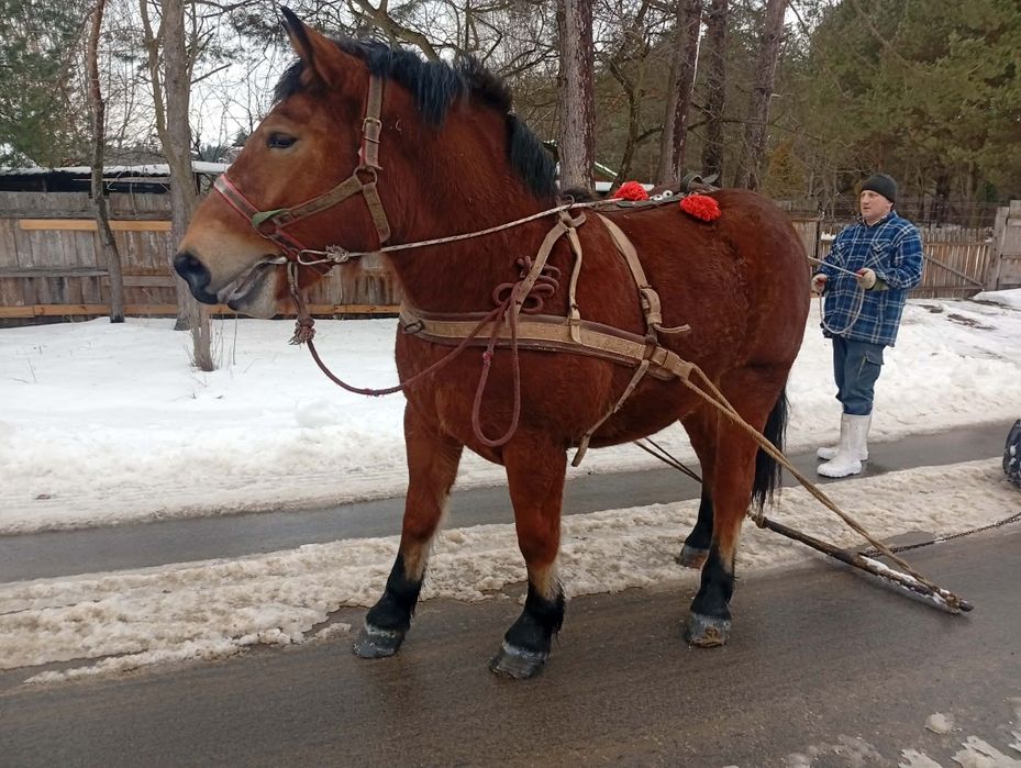 Sprzedam klacz zimnokrwistą