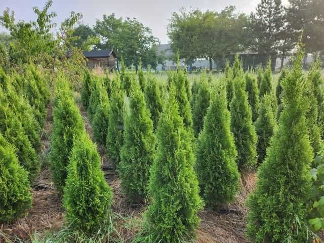 Tuja, Thuja szmaragd 140-160cm transport do 50km GRATIS!!!