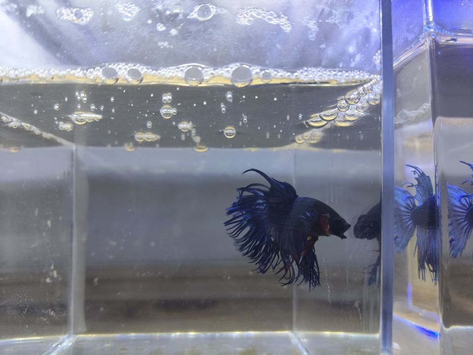 Bettas machos cores variadas