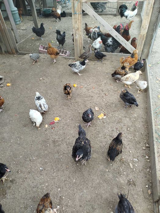 Ovos Galados Brahama e jersey, Pintos e Frangos Diversos Patos