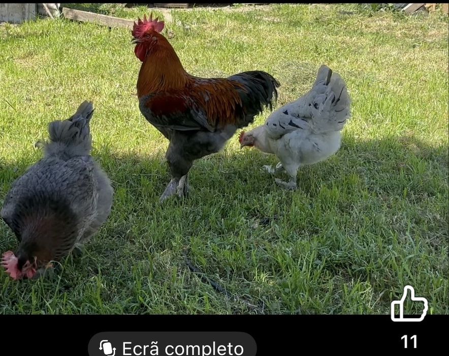 Trio marans  ovos de chocolate
