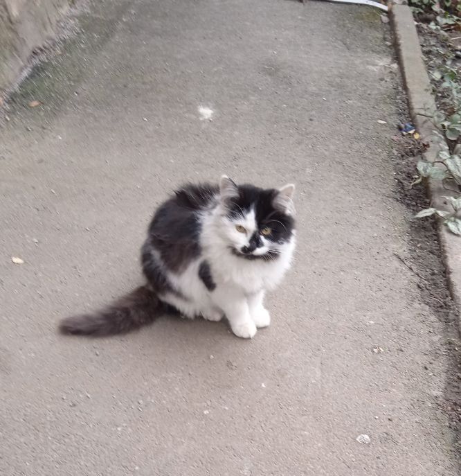 Котенята чекають на родини