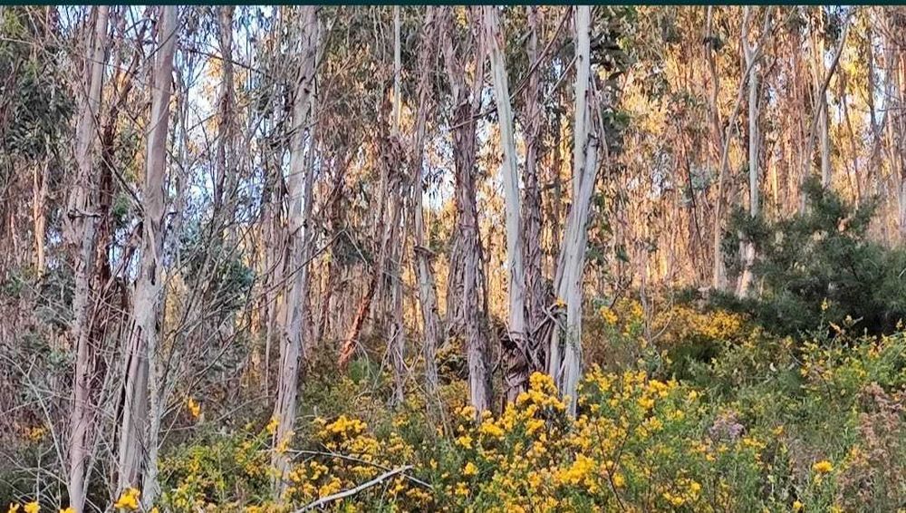 Eucaliptal c/ dez mil metros quadrados a 20 minutos de Coimbra