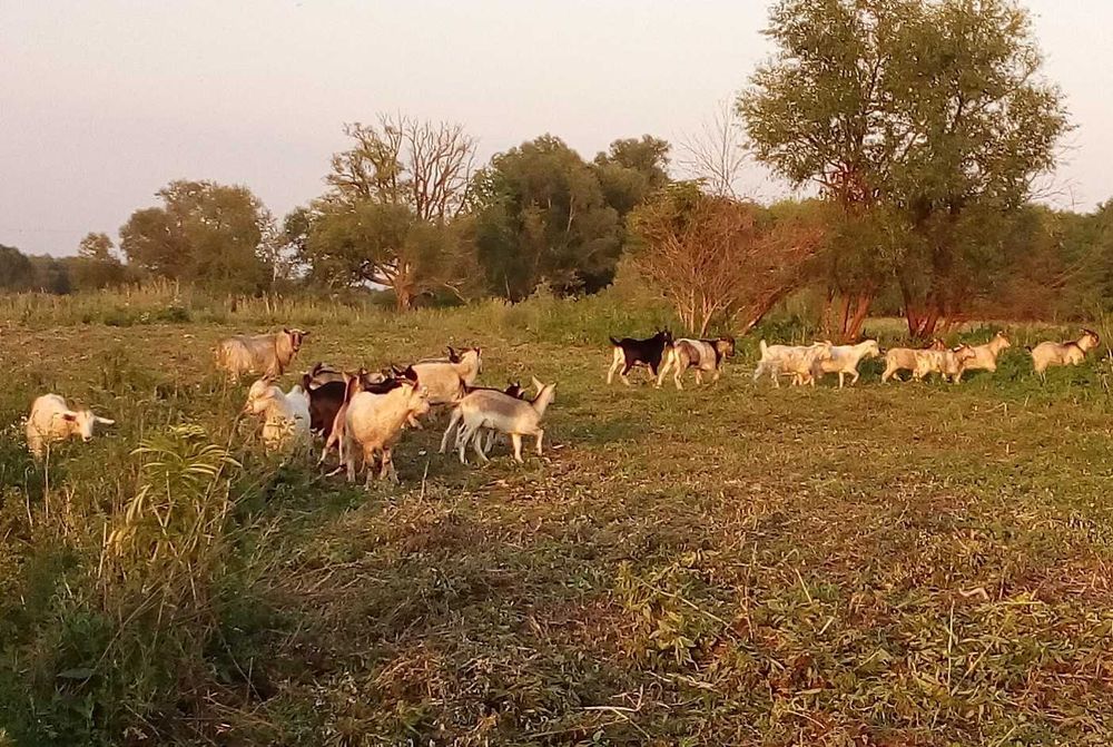 Дійні кози, козенята, вівці, цапи. Коза, цап, цапок, козеня Овцы Козы
