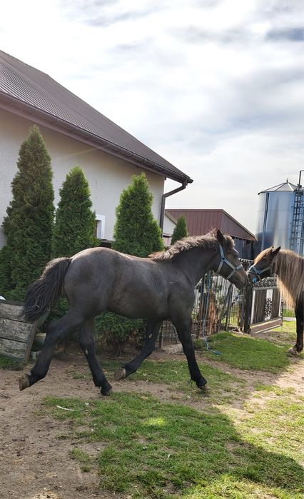 Sprzedam źrebice gniadą i ogierka siwego  pół perszeron
