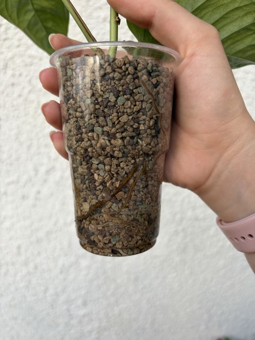 Monstera Siltepecana El Salvador