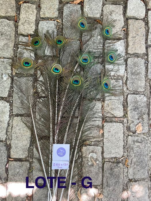 Pavão, penas para decoração