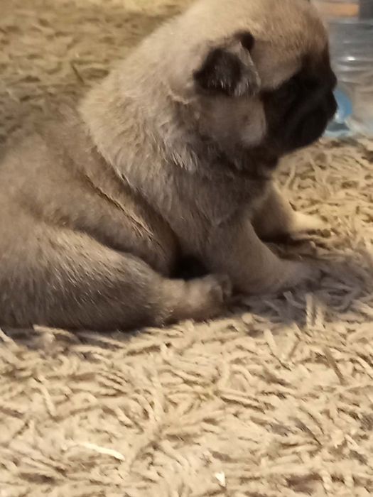 Mops chłopczyk Alfred