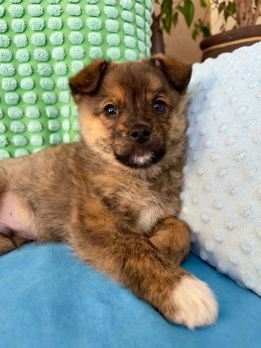 Agat - mały koleżka do adopcji!