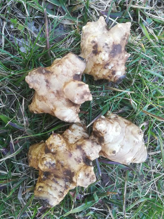 Tupinambos Brancos – Helianthus tuberosus