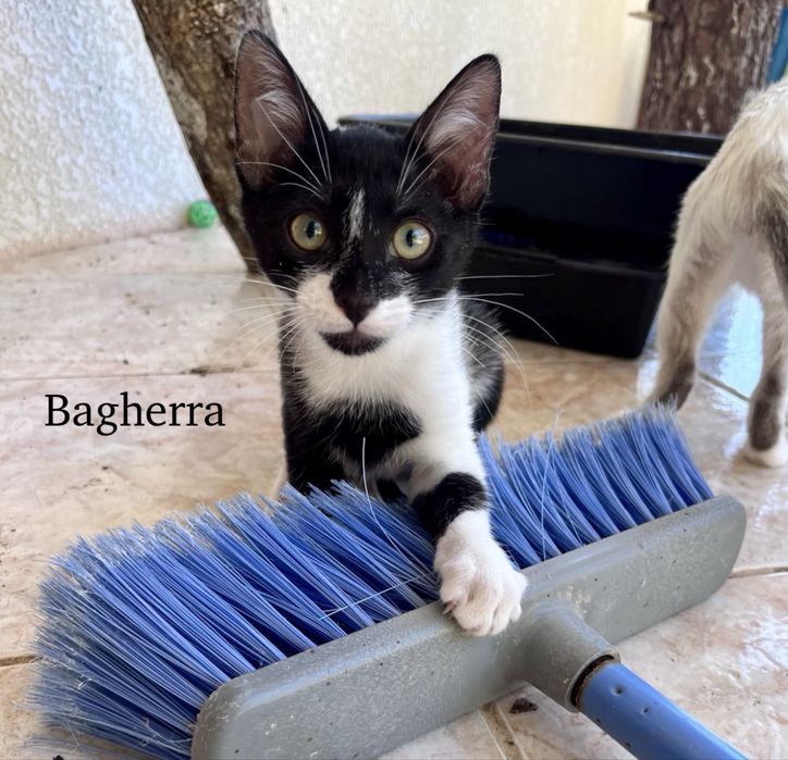 2 gatinhos disponíveis para adoção responsável.