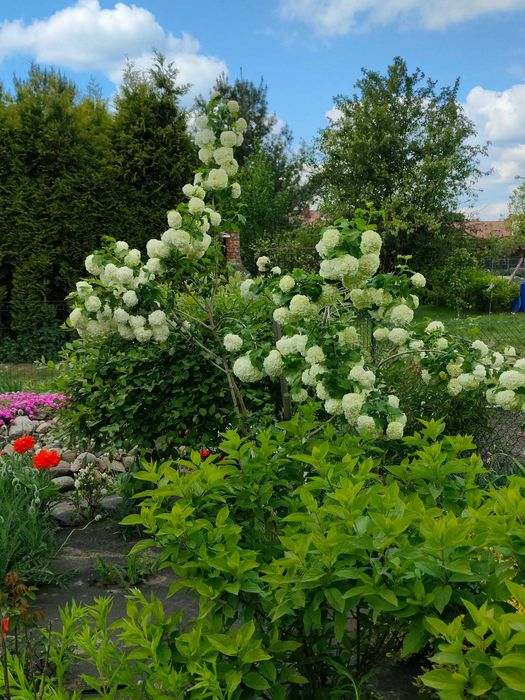 Działka ogrodnicza ROD - Widok 4