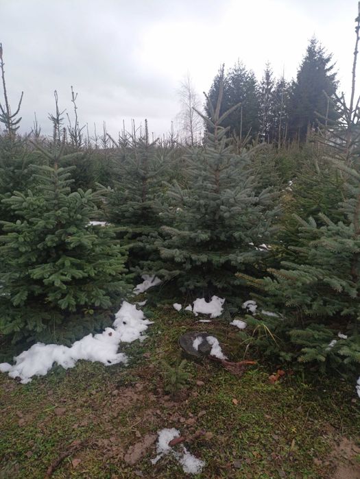 Choinki cięte w i donicach z własnej plantacji