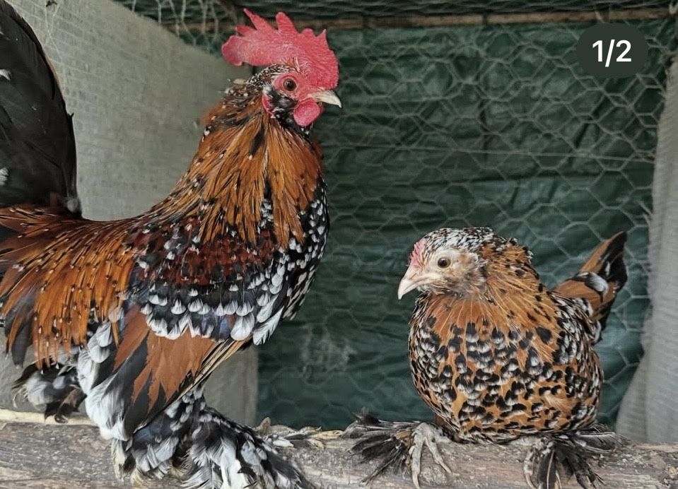 Vendo casal de barbu d'uncile milflores