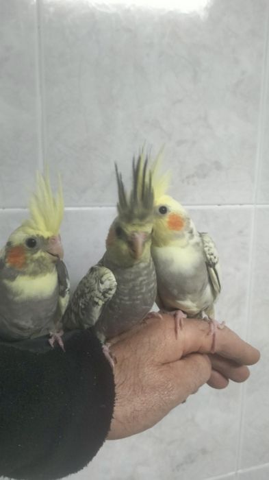 Caturras agapornis domésticados