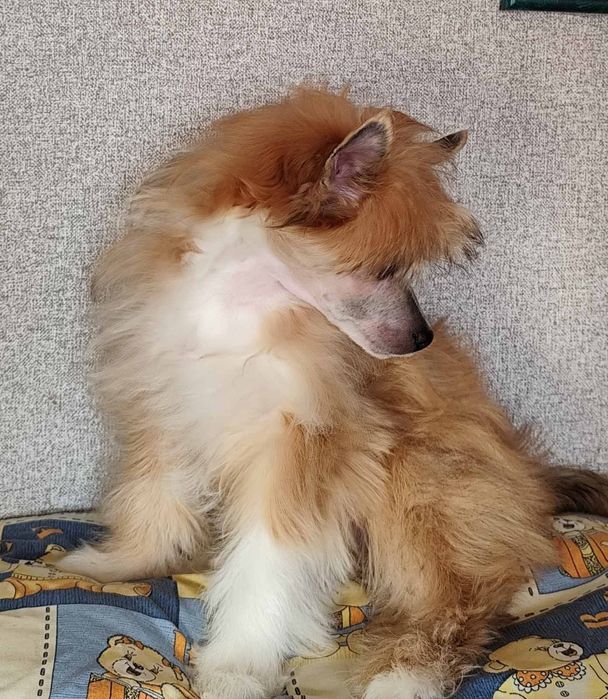 Щастя в дім китайська хохлата