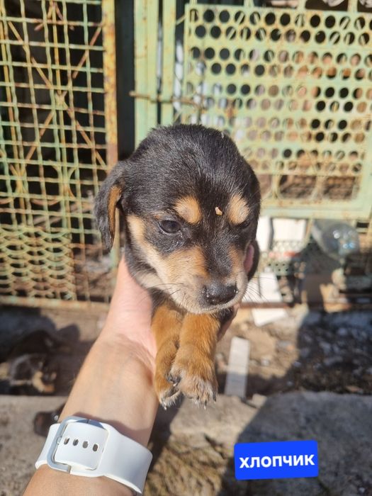 безкоштовно цуценята
