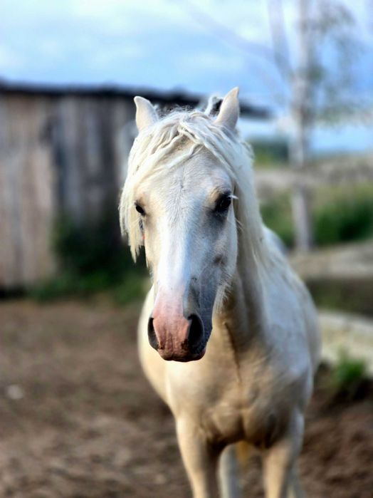 Gypsy cob nie tinker