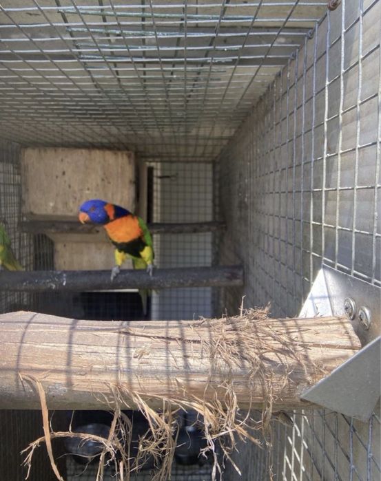 Trichoglossus rubritorquis