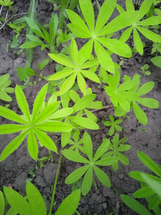 Льон садовий багаторічний.Лілейник лимонний.Люпин.