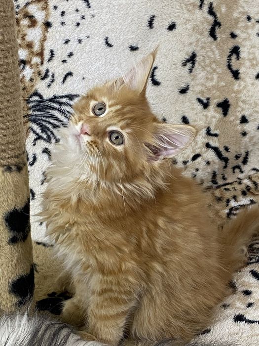 Ласкаві Мейн-кунчики