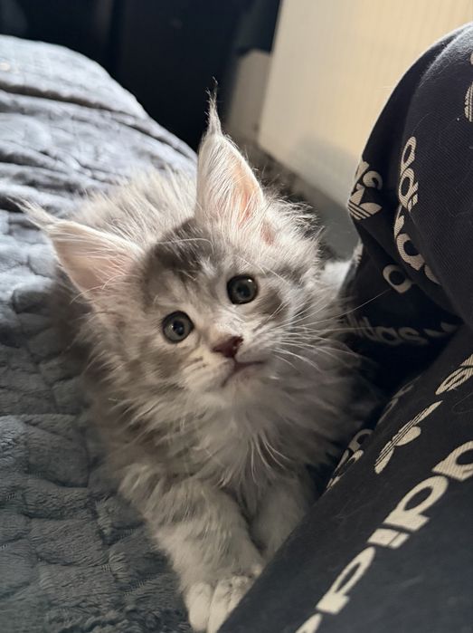 Kotka Maine Coon FPL