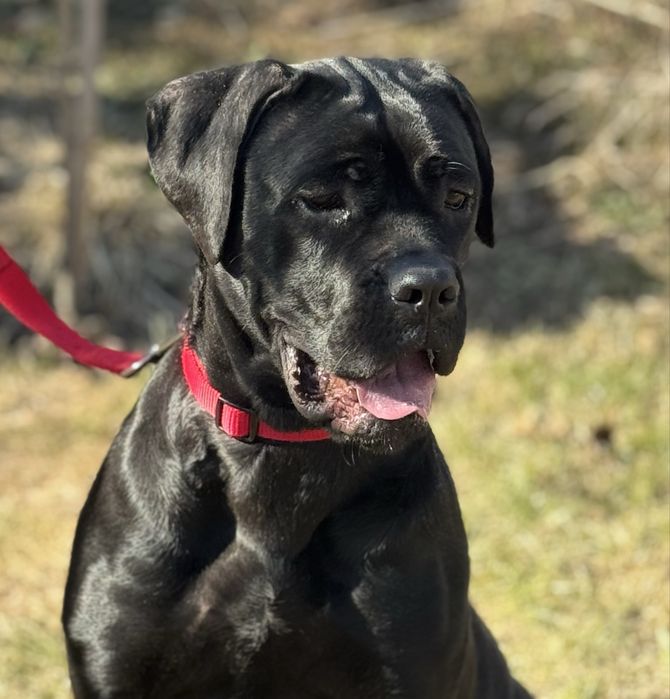 Бездоганні дівчата Кане Корсо (Cane Corso Italiano)