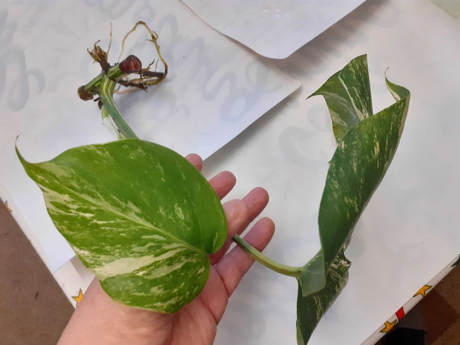 Pędówka z BIAŁA Monstera Variegata do sadzenia w doniczkę