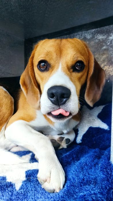 В'язка собак,  кобель бігль