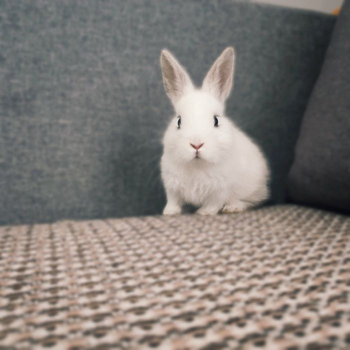 Кролики декоративні