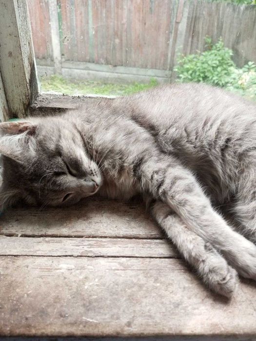 Віддам кошенят у добрі руки
