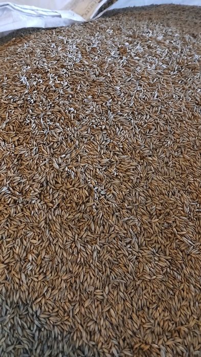 Sprzedam zboża paszowe I słomę.