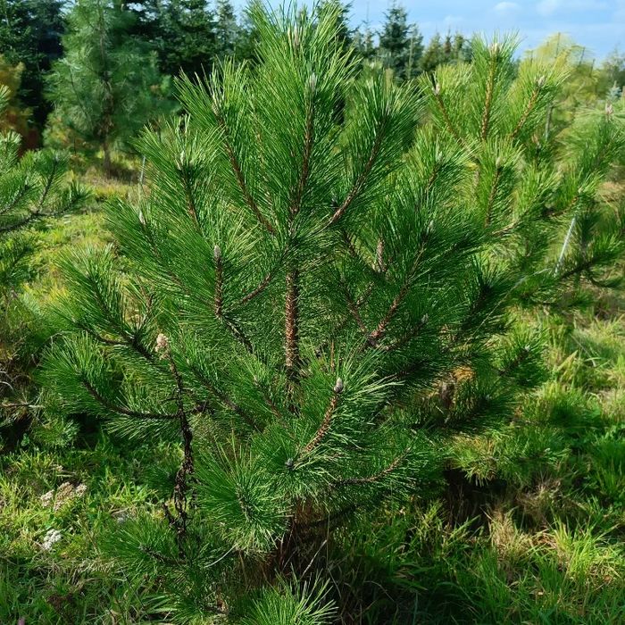 Sosna czarna 120-180 cm doniczka faktura Vat dostawa